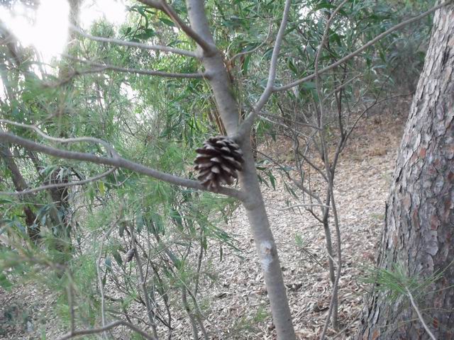 Pinus halepensis (cfr.)